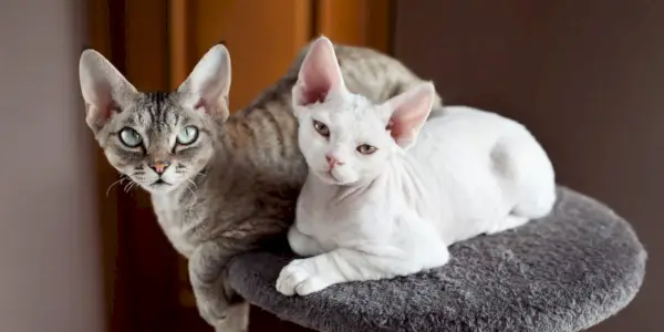 Dos gatos Devon Rex.