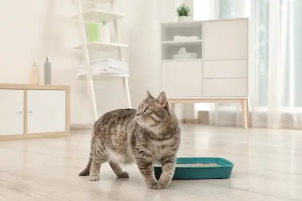 Katze kratzt nach dem Kacken an den Seiten der Katzentoilette.