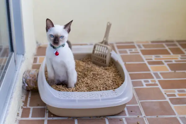 Katt inne i en søppelkasse.