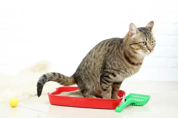 Chat dans la litière.