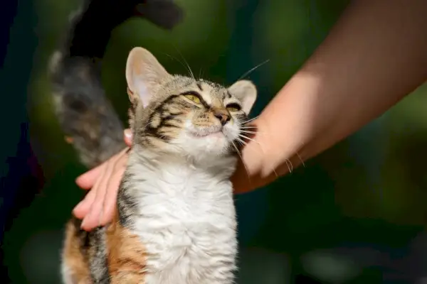 adam küçük bir kedi yavrusunu okşuyor