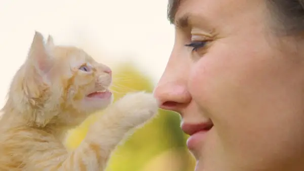 Schattig oranje tabby katje raakt zachtjes de jonge vrouw aan