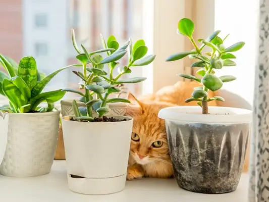 ingefær kat gemmer sig på vinduet