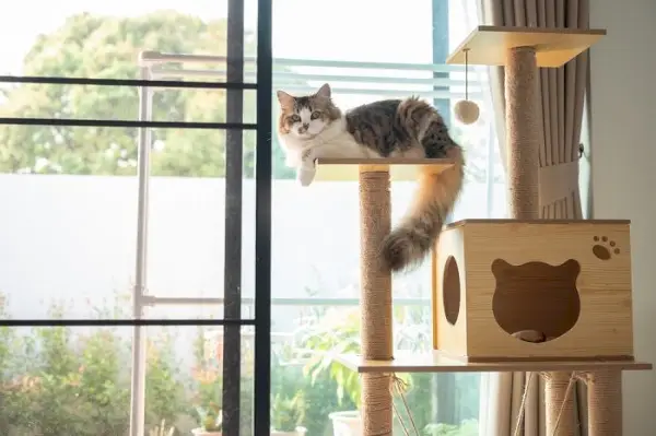 gato en árbol de gato