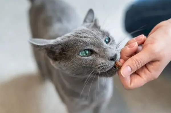 Kedi dostları için cezbedici atıştırmalıklar sunan çeşitli kedi ödül mamalarını gösteren fotoğraf.