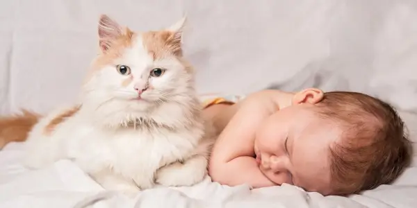 10 tips om katten en baby's met elkaar om te laten gaan