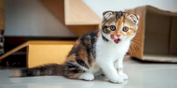 Lekfulla Scottish Fold-katter som har roligt i ett hus.