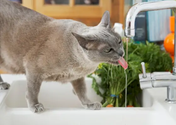 蛇口から出るさわやかな飲み物を楽しむ灰色の猫。水の流れと水分補給に対する独特の好みを示しています。