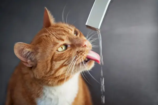 Chat captivé par l'eau qui coule d'un robinet, démontrant sa fascination pour le liquide qui coule et son interaction ludique avec l'environnement.