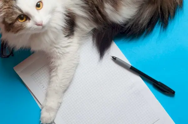 Le chat sur papier veut de l'attention