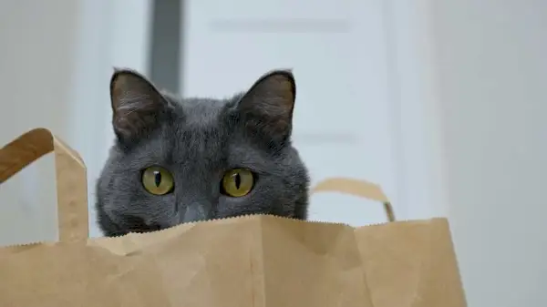 chat dans un sac en papier