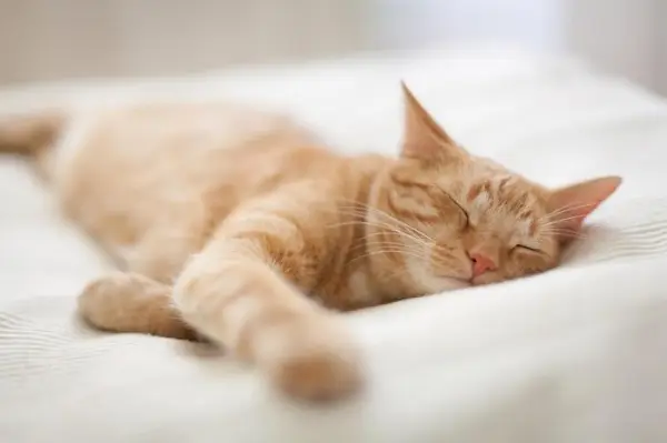 Una imagen serena de un gato durmiendo plácidamente, demostrando la tranquilidad de un felino dormido.