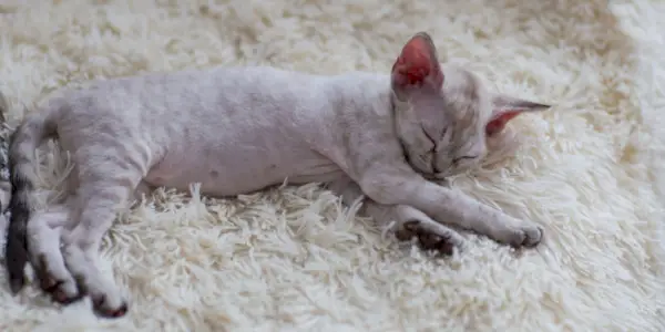 O rasă de pisici Devon Rex care doarme liniștit, prezentându-și aspectul unic și poziția fermecătoare de somn.