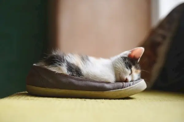 Un chat recroquevillé et dormant dans une chaussure, affichant un lieu de repos insolite et douillet choisi par le félin.