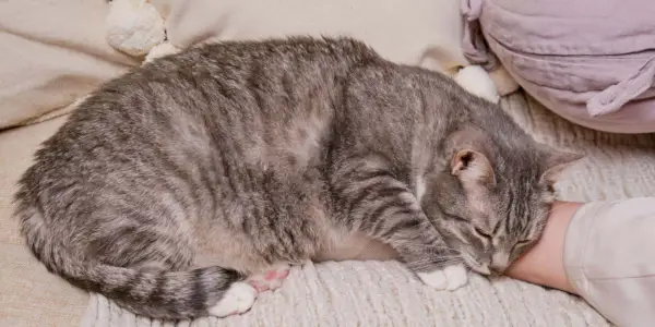 Un'immagine pacifica di un gatto che dorme profondamente, esemplificando lo stato sereno e rilassato di un felino che riposa.