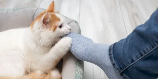 chat mordant des chaussettes