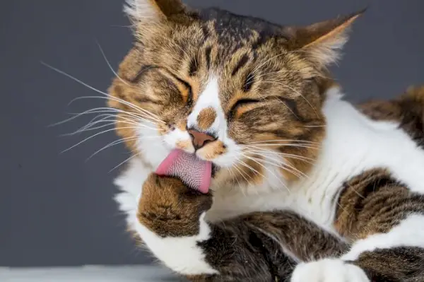 chat léchant sa patte