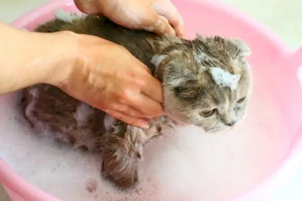 chat mouillé sous la douche