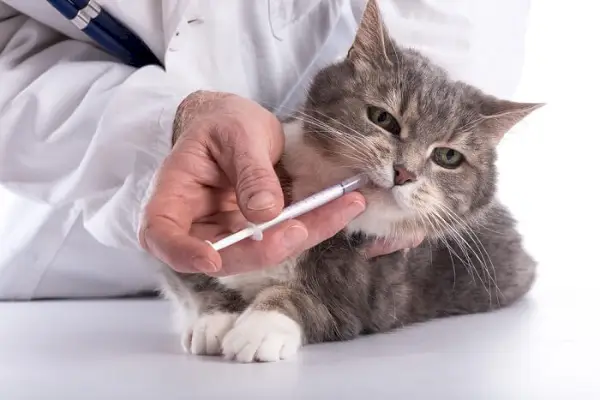 gato infeliz recibiendo un medicamento