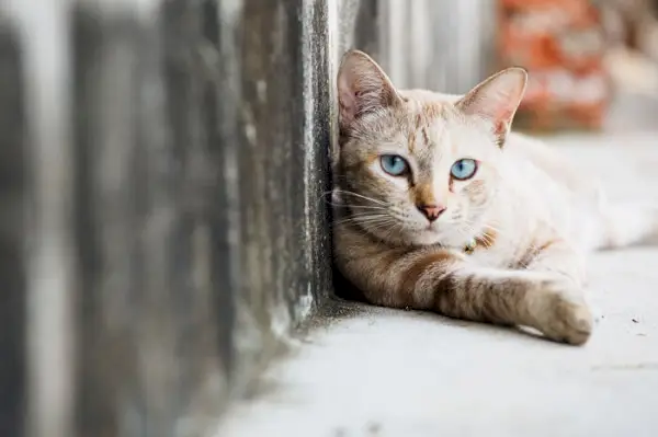 gato callejero tirado en la calle