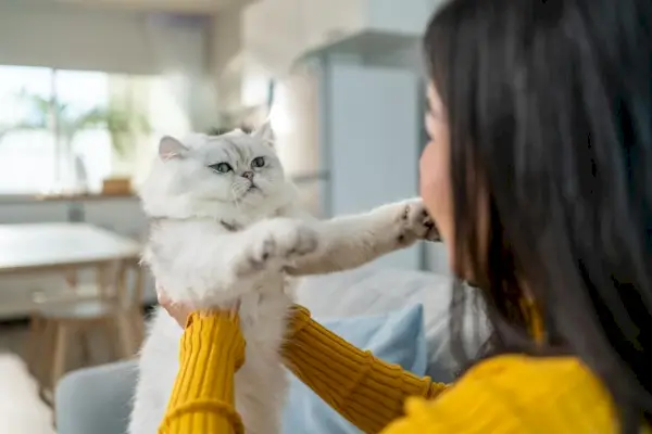 vrouw houdt en speelt met kleine kat met geluk