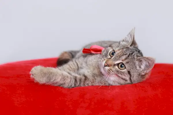 Chaton avec arc rouge repose