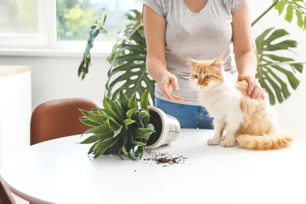 고양이 노크 집 식물이 주인을 쳐다본다