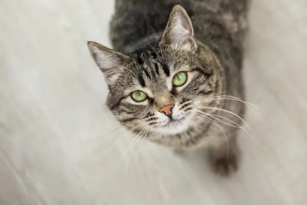 gato rayado con ojos verdes mira hacia arriba