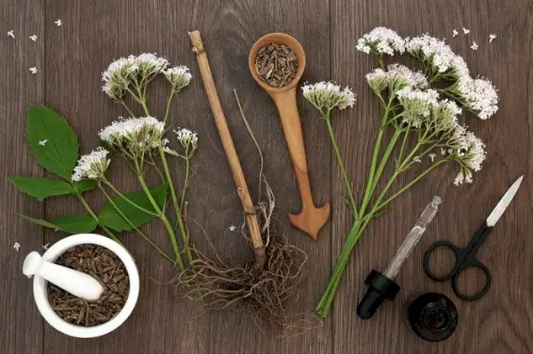 Una imatge que mostra l'arrel de valeriana seca, que s'utilitza habitualment com a suplement d'herbes.