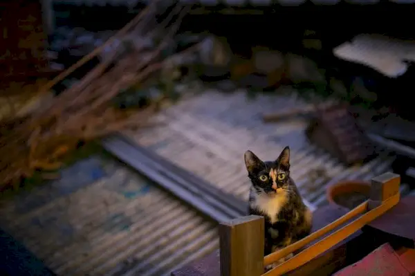 屋根の上の猫