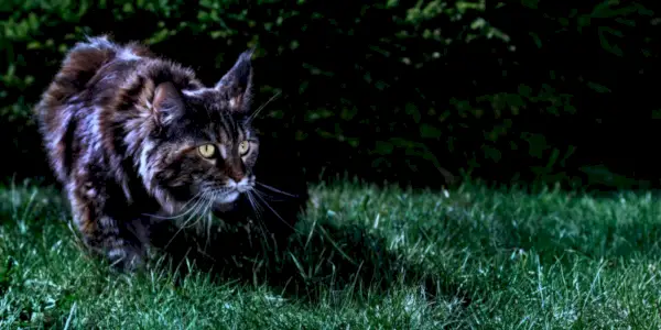 Gato Maine Coon en la noche