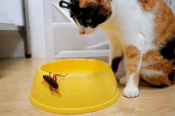 cucaracha en un recipiente amarillo y un gato lo mira fijamente