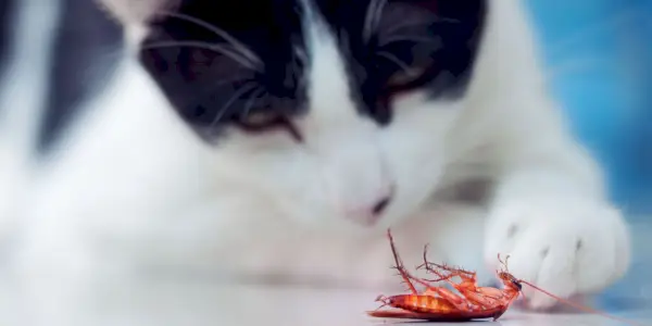 Una imagen que muestra un gato y una cucaracha, posiblemente representando al gato.