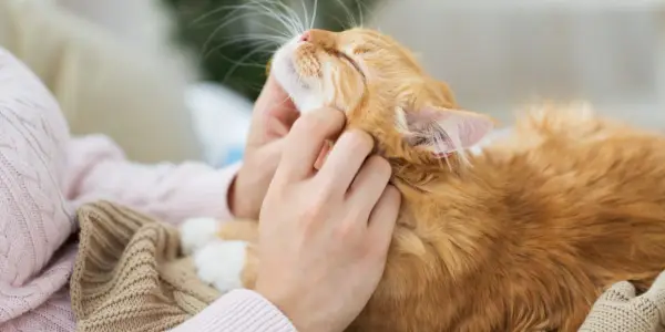 Un chat manifestant de l'affection et de l'amour envers son propriétaire, soulignant le lien entre les chats et leurs soignants humains.