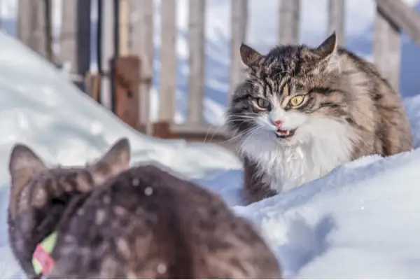 Gatos peleando en la nieve.