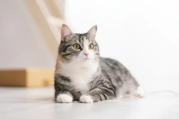 猫の知性と問題解決能力を強調する、賢い猫を表す画像。