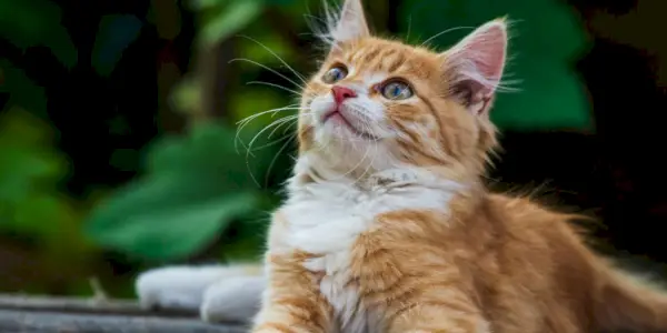 Diez razones por las que los gatos se chasquean los labios