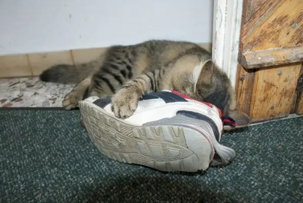 Ein Bild, das eine Katze zeigt, die dabei ist, an einem Paar Schuhe zu riechen.