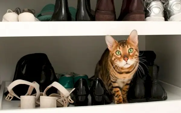 Una imagen que muestra un gato en un zapatero, rodeado de varios pares de zapatos.