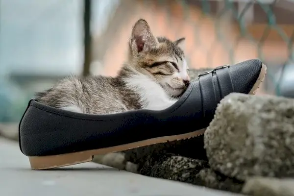 Een schattig beeld van een katje, comfortabel genesteld tussen een verzameling schoenen.