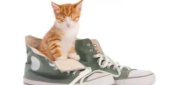 Ein amüsantes und skurriles Bild mit einer Katze in einem Paar Schuhen.