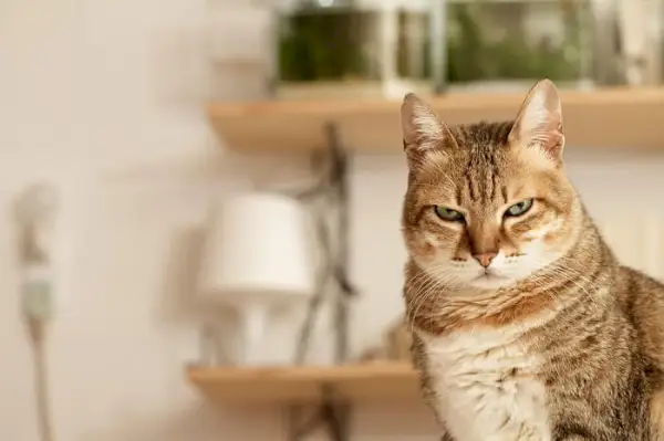 Imagen que representa a un gato infeliz, con expresión abatida y posiblemente orejas aplanadas, reflejando un estado de ánimo de descontento o malestar.