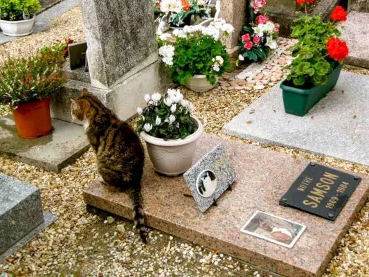 katt sitter på marken för husdjur