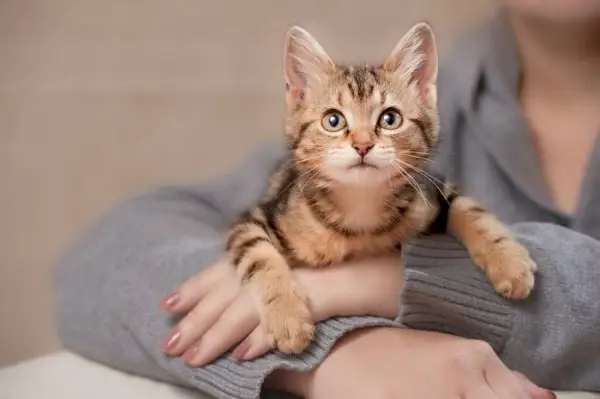 女性の手の上に横たわる室内飼いの子猫