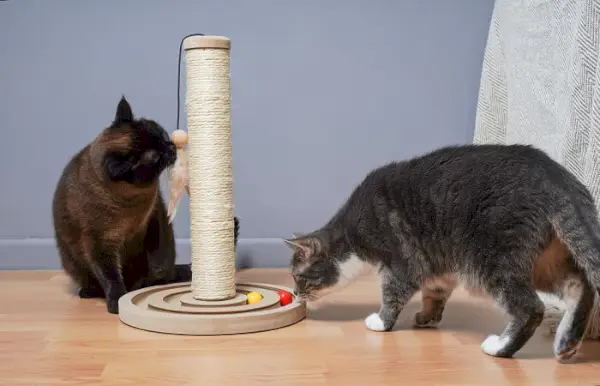 Chat énergique en plein jeu, présentant des pitreries joyeuses et des mouvements vifs.