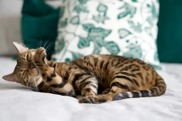 Gato bengalí arreglando meticulosamente su pelaje, mostrando su elegancia inherente y su rutina de cuidado personal.