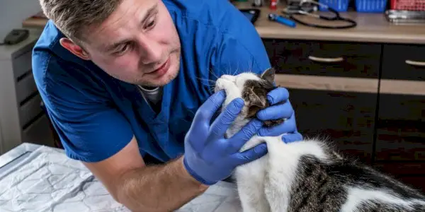 Gat examinador veterinari