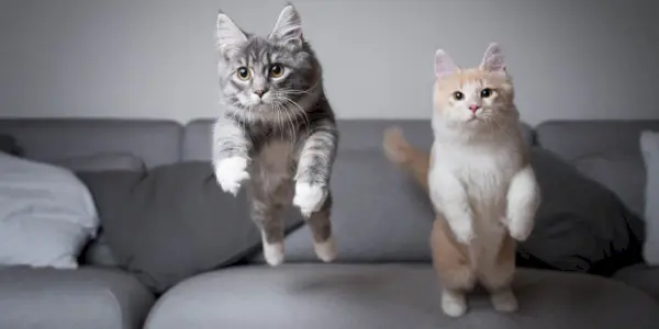 Twee Maine Coon-kittens maken een grote sprong van een bank.