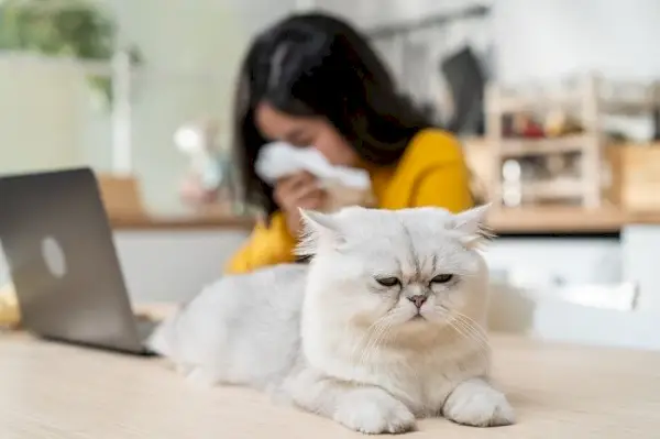 L’image suggère un scénario impliquant une femme qui pourrait présenter des symptômes dus à son allergie aux chats, soulignant les défis auxquels sont confrontées les personnes allergiques.