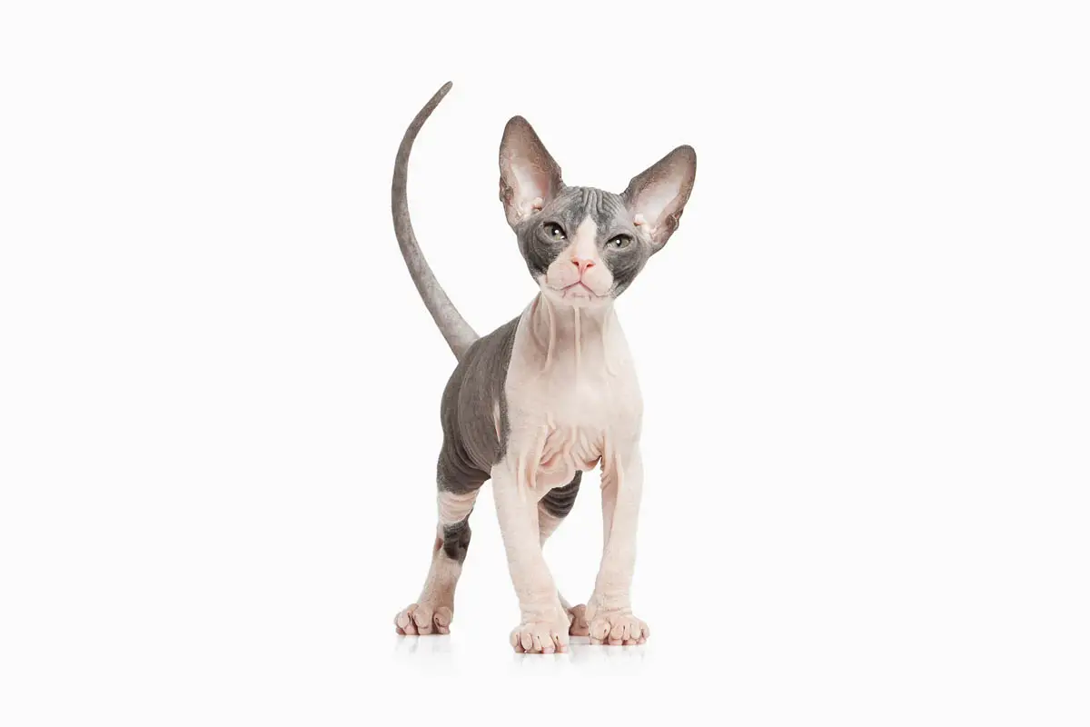 Don Sphynx